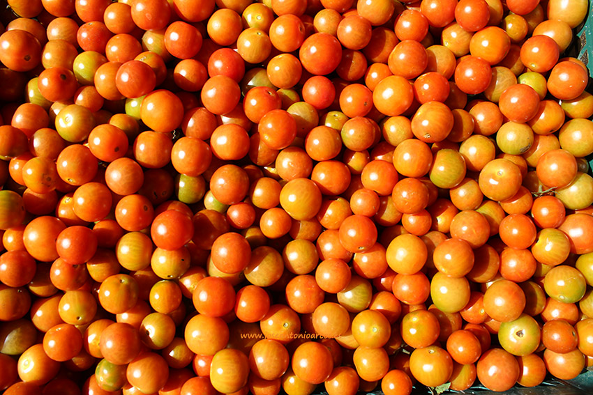 Sakata lanza al mercado tres nuevas variedades de tomate cherry