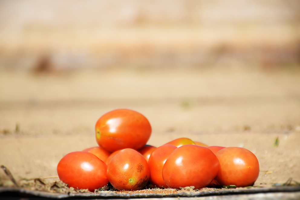 (Vídeo) Daños del granizo en una finca de tomate en la Alpujarra de Granada