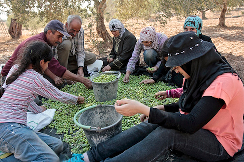 Descubriendo la agricultura de los territorios palestinos