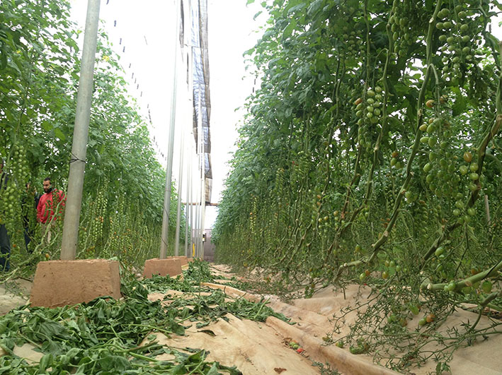 La importación de tomate de Marruecos crece un 75% en lo que va de año