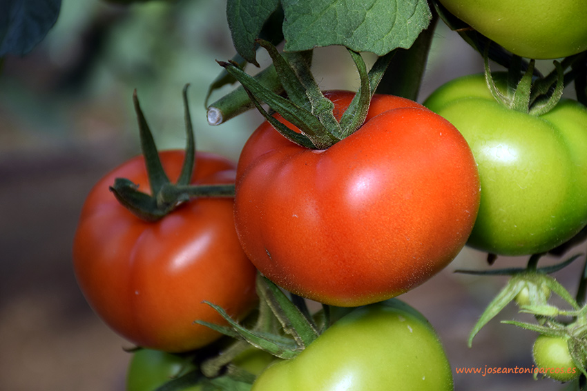 Autorización provisional de fitosanitarios para tomate fresco e industrial