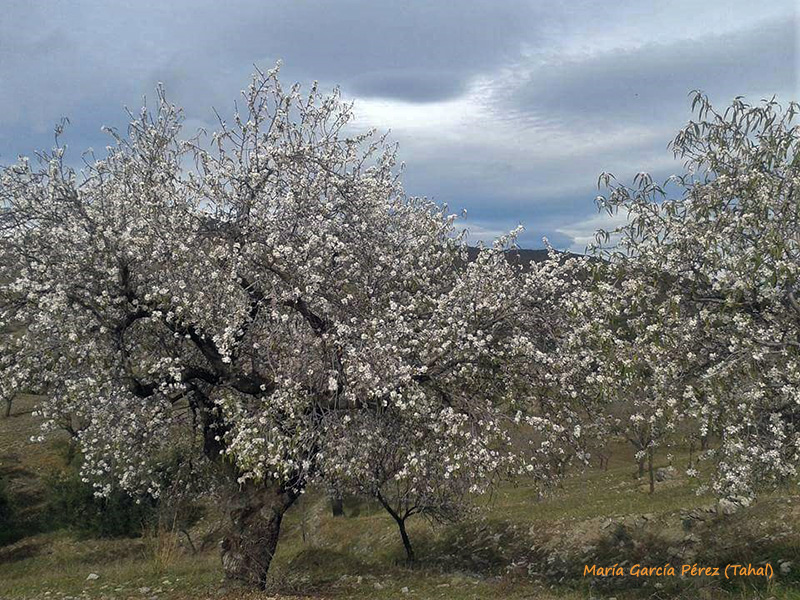 III Rutas Almendro en Flor en Filabres-Alhamilla