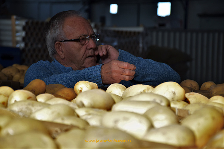 La patata temprana andaluza se reivindica frente a la francesa de conservación