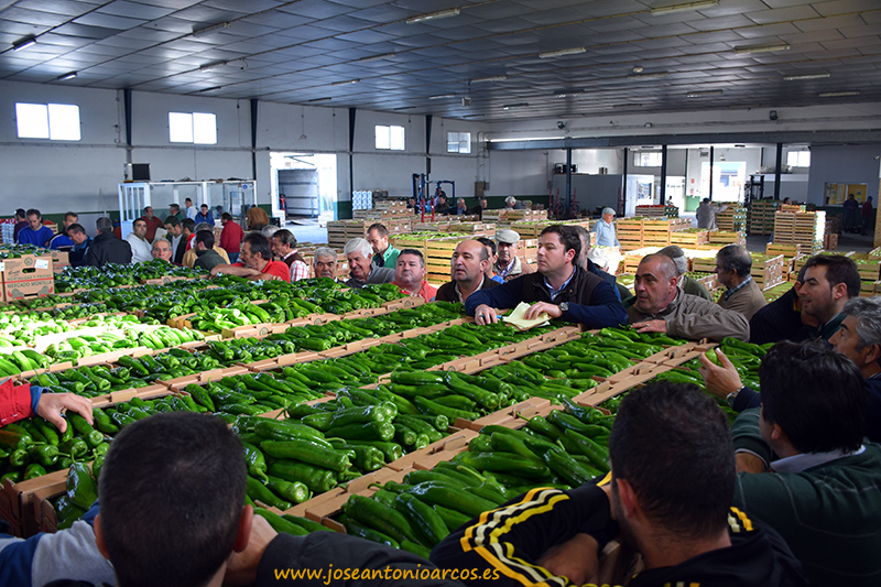 Penetrando en una nueva zona de producción hortícola: Sanlúcar de Barrameda