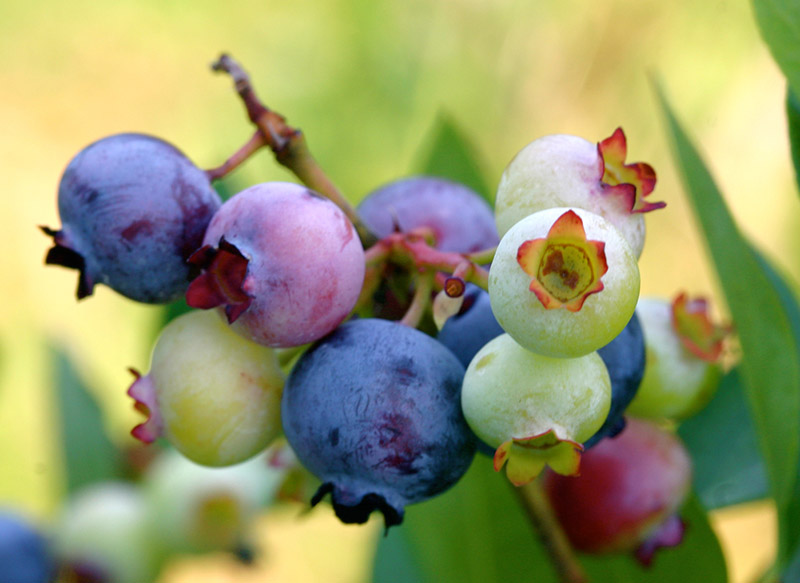 cultivo de blueberries Atlantic Blue