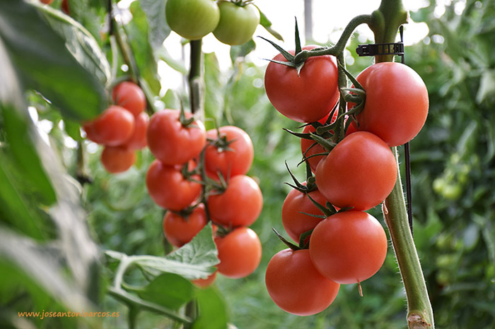 El tomate de Almería alcanza los 500 millones de euros en el mercado exterior