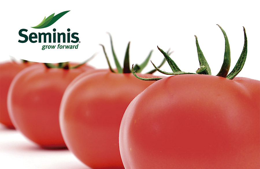 Día 22 de marzo. Día de campo con tomate Bateyo de Seminis