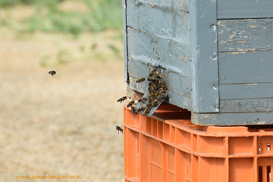 Abierto el plazo de ayudas a la apicultura para 2016