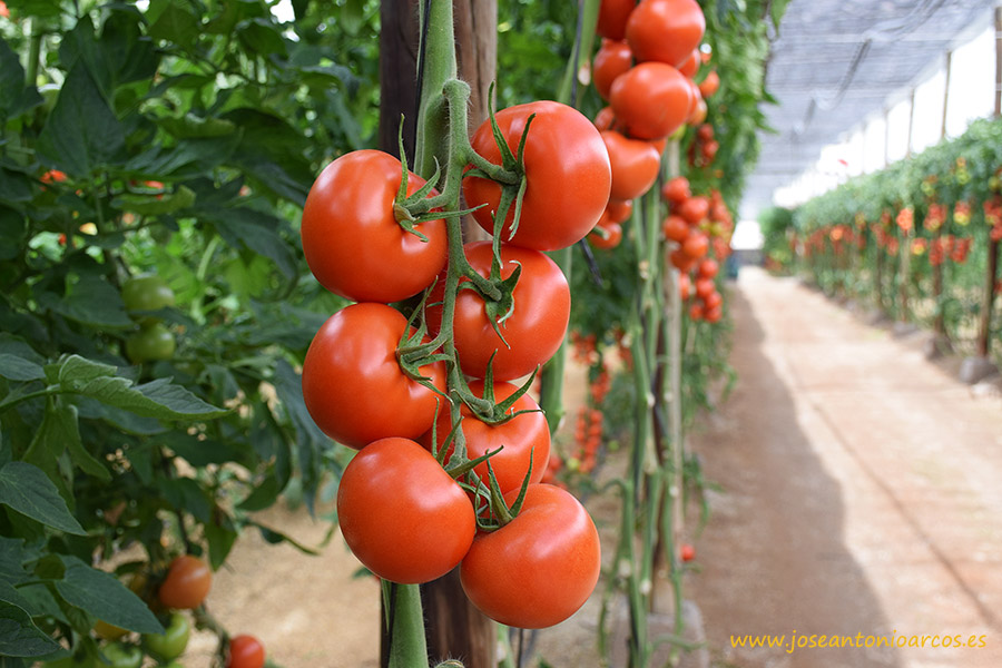 Ramas de 7 tomates de calibre G. ‘Ateneo’, de Fitó