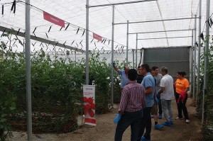 HM Clause jornada de campo de tomate cherry en Albuñol, costa de Granada