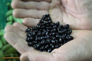 Alubias negras orgánicas de un agricultor de Vizcaya