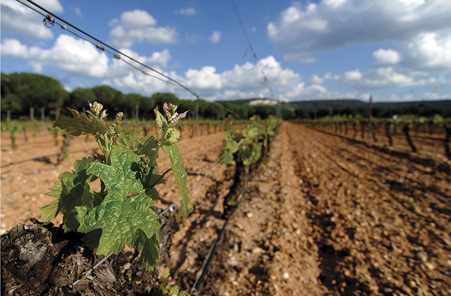 Día 30 de junio. Jornada sobre las enfermedades de la madera de la vid. La Rioja