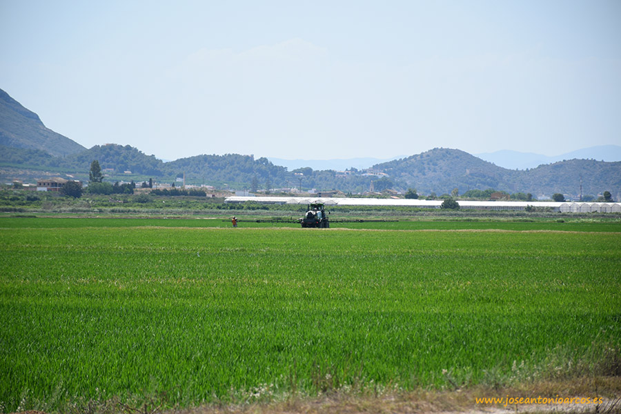 Desde los campos de arroz de Valencia hasta los granados de Alicante