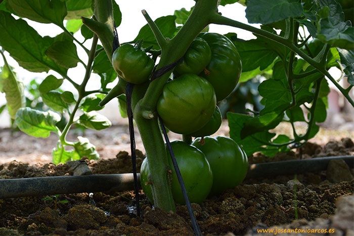 Cultivo de tomate en Villa del Prado, Madrid. Uso de humus líquido de Nostoc