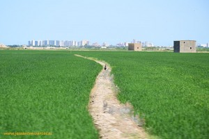 Campos de arroz en la provincia de Valencia, en el municipio de Cullera.
