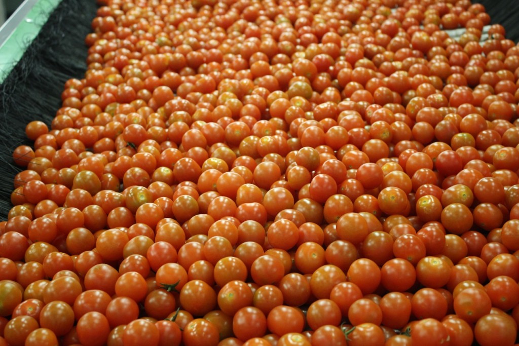 Tomate cherry. Control podrido de Citrosol con su nuevo Citrocide PLUS T