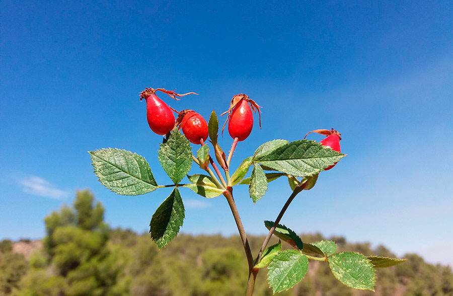 La ‘Rosa agrestis Savi’, elegida planta del mes de noviembre