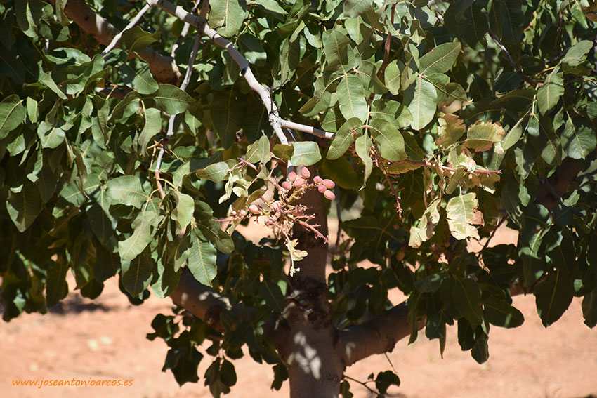 El pistacho ecológico cuadruplica su superficie en Andalucía