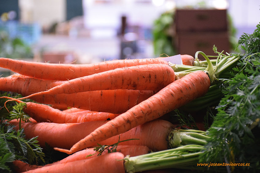 Día 19 de enero. Jornada 'Retos para el cultivo de zanahoria'. Valladolid