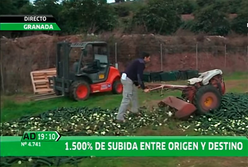 Un agricultor destruye 3.000 kilos de calabacín ante las cámaras de TV (vídeo)