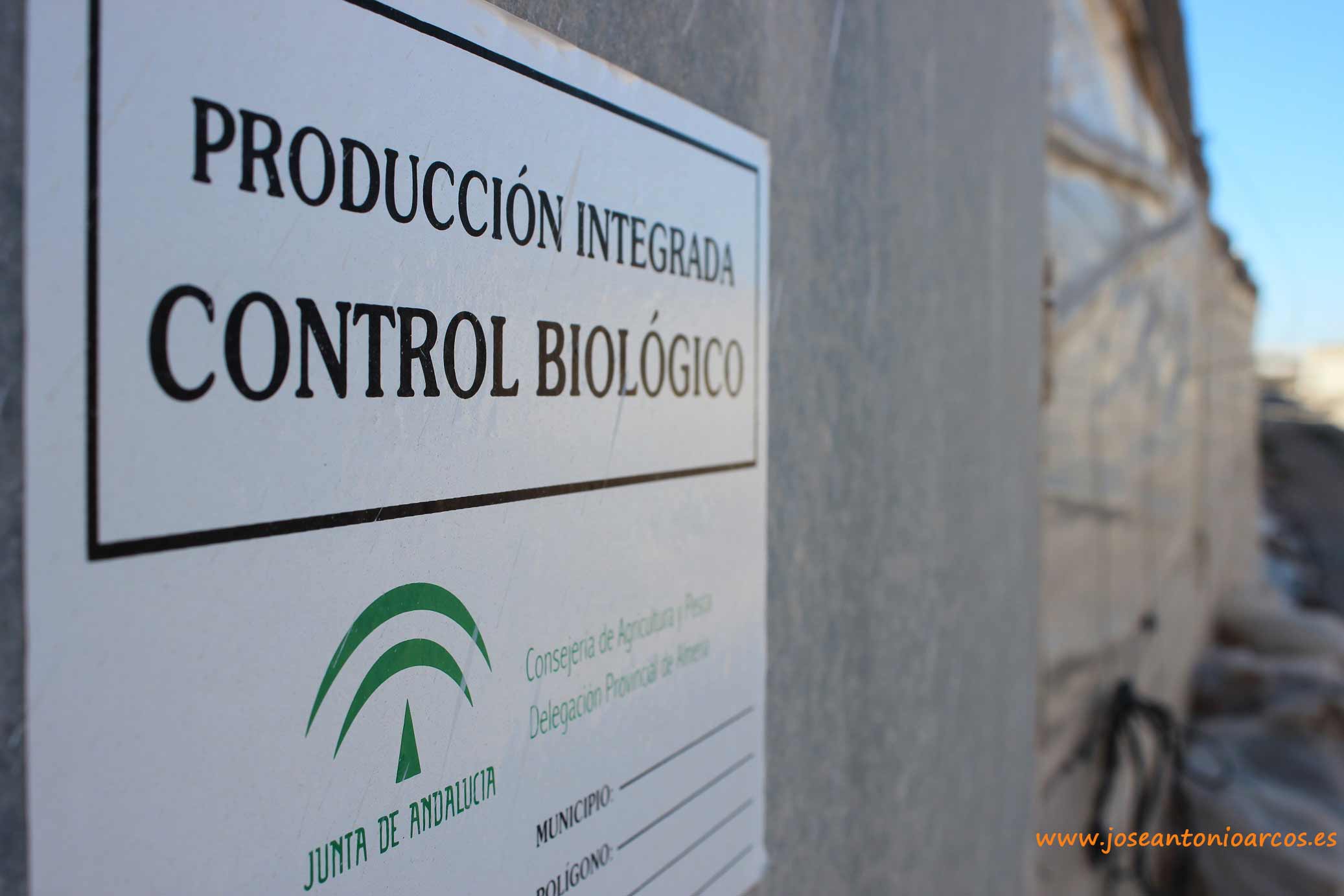 Clasificación de insectos plaga en Almería