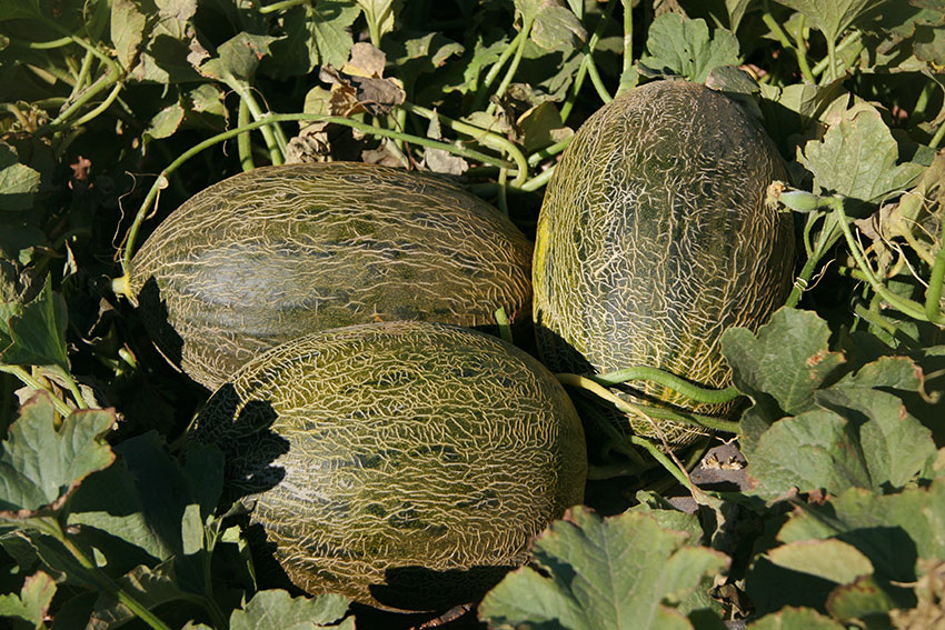 Syngenta presenta en La Mancha su nuevo catálogo de melón