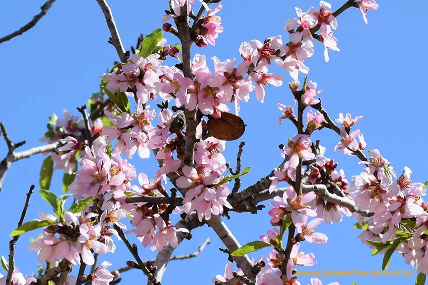 El Almendro, ‘Prunus dulcis’,elegido como la planta de marzo