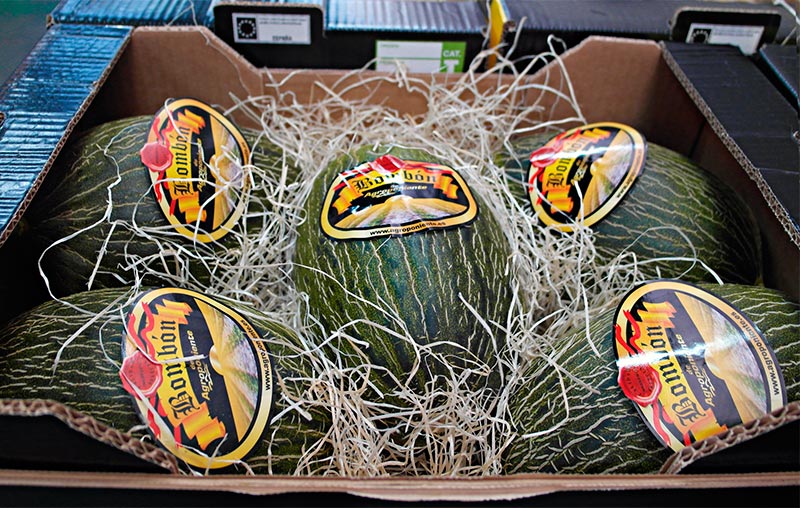 Grupo Agroponiente prevé 50 millones de kilos de sandía y 20 de melón