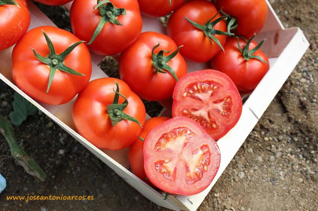 Tomate ecológico en Almería.