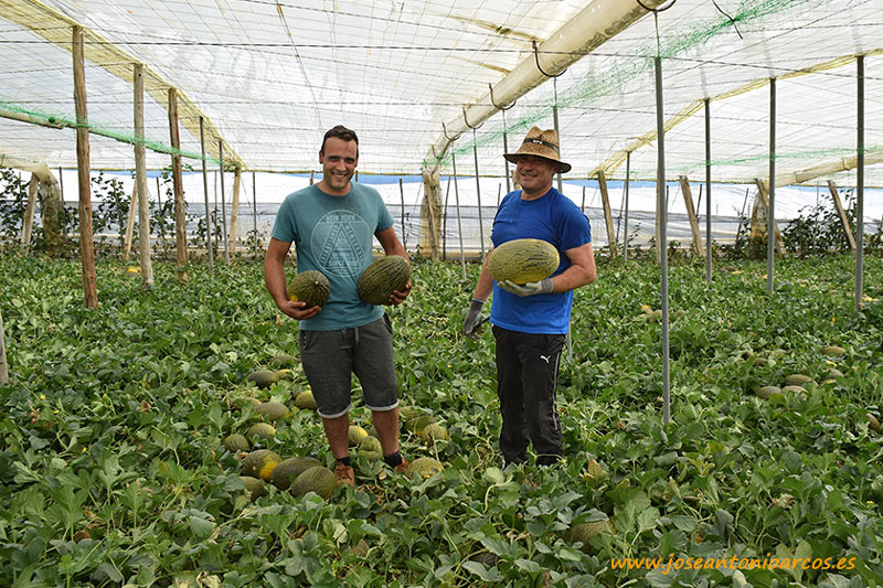 Ramiro Arnedo entra en el cultivo de melón piel de sapo