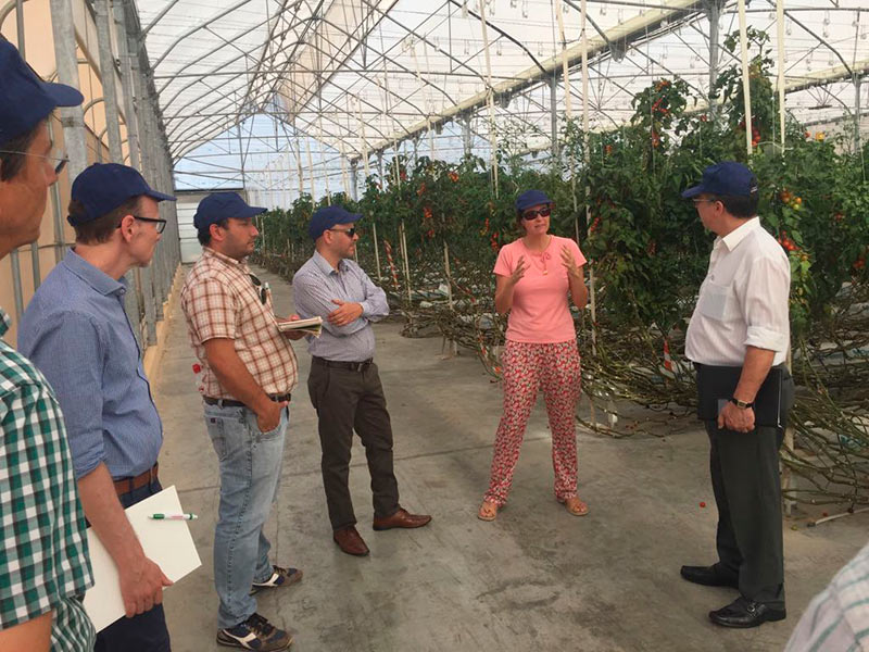 Productores paraguayos de stevia viendo tomates en Almería