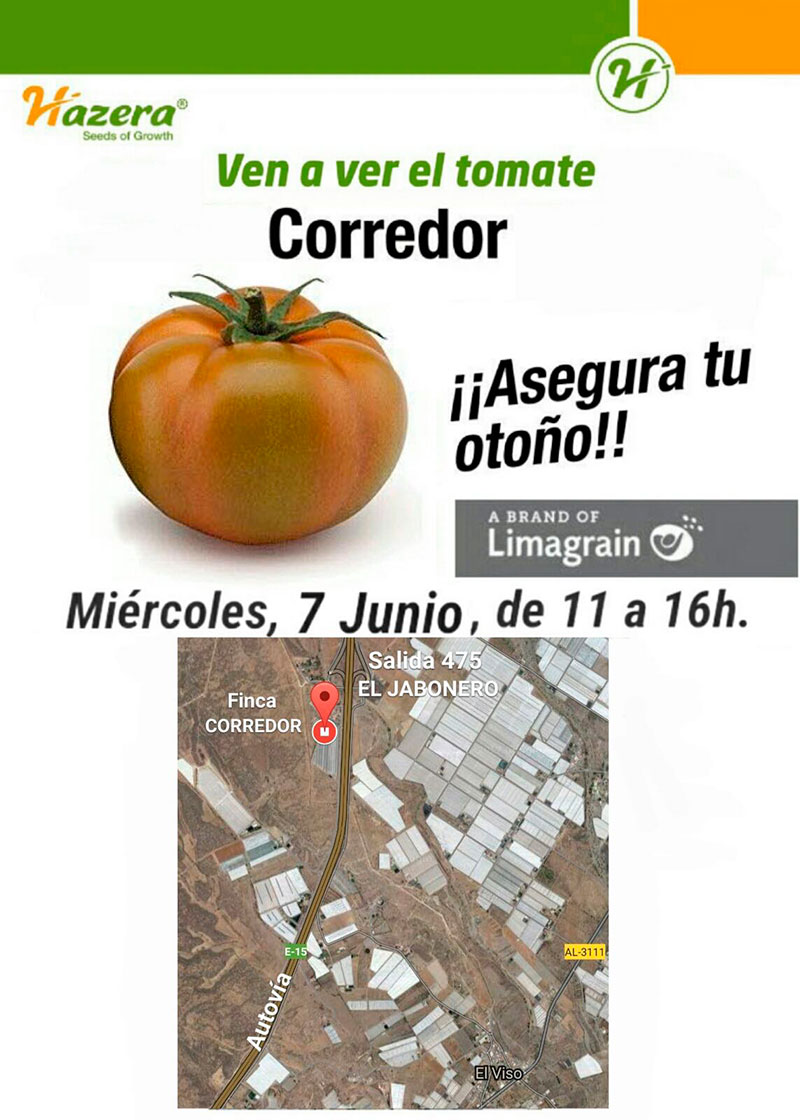 Día 7 de junio. Jornada de campo de tomate de Hazera. Níjar