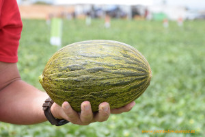 El Global Melon & Watermelon Event 2017 de Rijk Zwaan en el campo de Cartagena, Murcia.