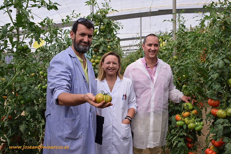 El consorcio Traditom rescata los mejores tomates autóctonos del continente europeo