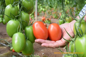 Tomate-Granoval-de-Meridiem-Seeds