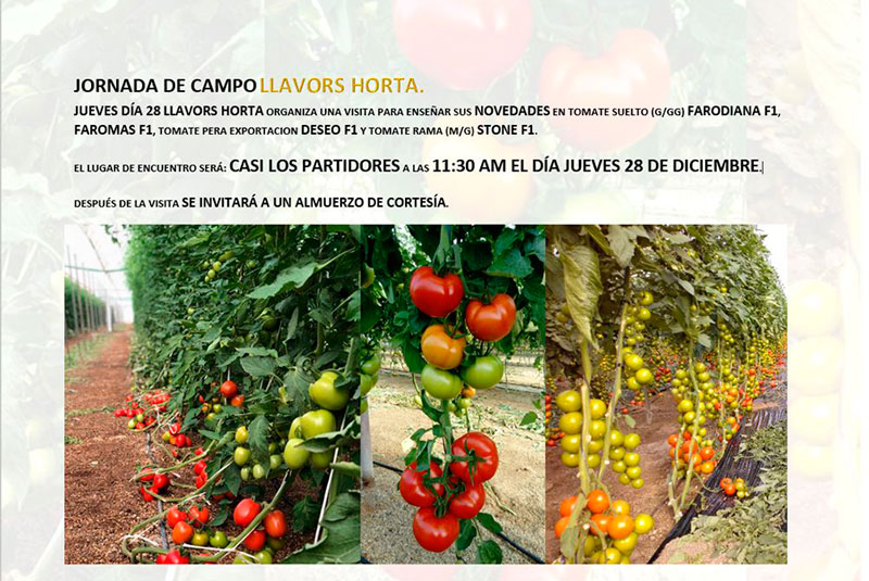 Día 28 de diciembre. Jornada de campo de tomate de LLavors Horta