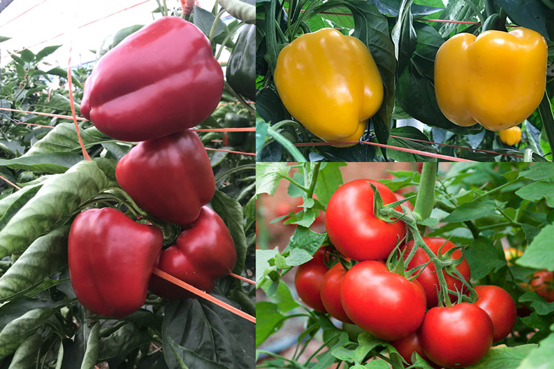 Coloración de pimiento y tomate en meses de frío