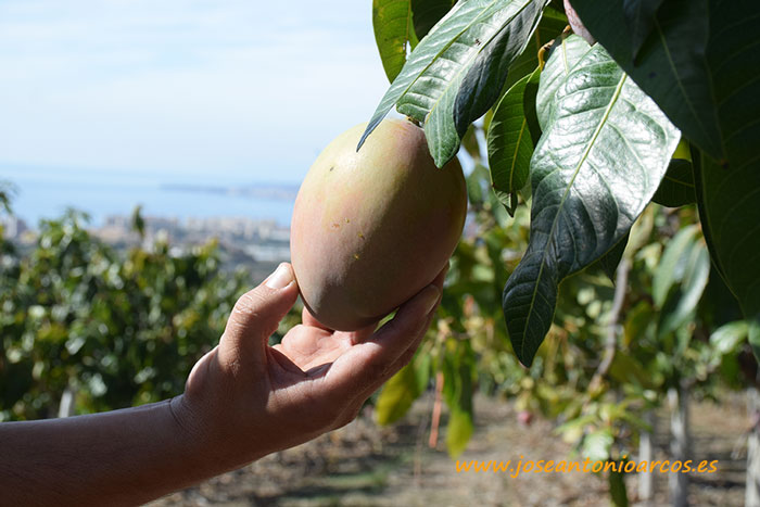 Fernando Hierro, los mangos y Fruit Logística