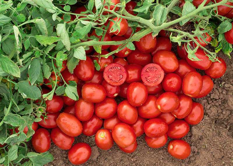 Nunhems se vuelca en el tomate de industria