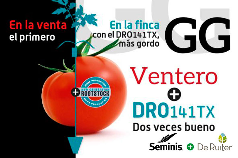 Día 15 de marzo. Día de campo de tomate de Seminis