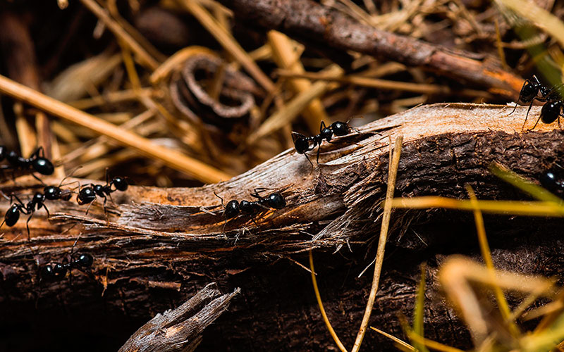 Las hormigas en el control biológico