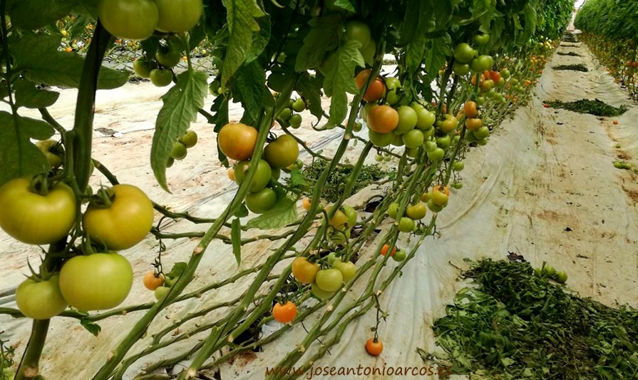 Agadir sube en más de 1.000 hectáreas su superficie de tomate