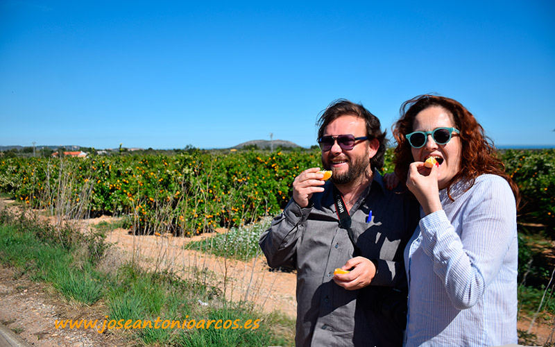 Entre cítricos y alcachofas en Castellón