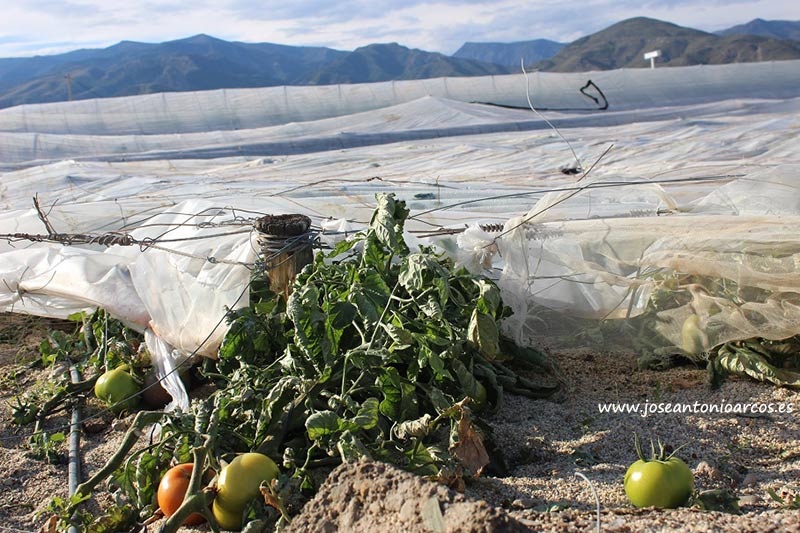 Invernadero de tomate afectado por el granizo caído en Almería el 1 de mayo de 2018.