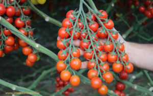 Tomate cherry rama de Naturinda.