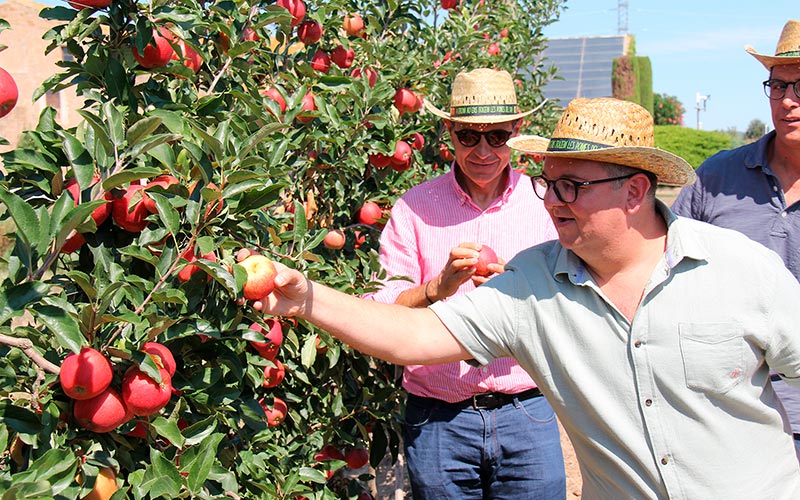 IGP Poma de Girona recolecta su primera manzana del verano