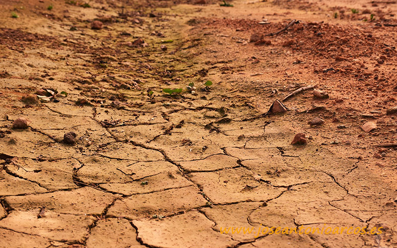 La sequía en Murcia merma la renta de 1 de cada 5 agricultores