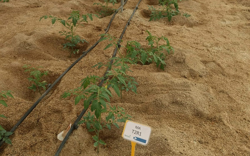 Ensayos de Ecoculture para bajar el consumo de agua en tomate