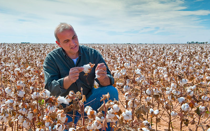 El algodón en Andalucía se mantiene creciendo en superficie y producción