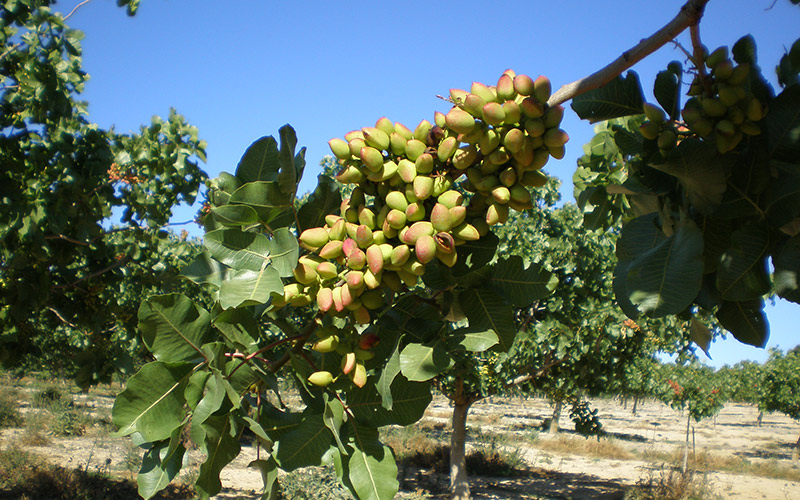 Granada y Jaén acaparan la producción andaluza de pistacho